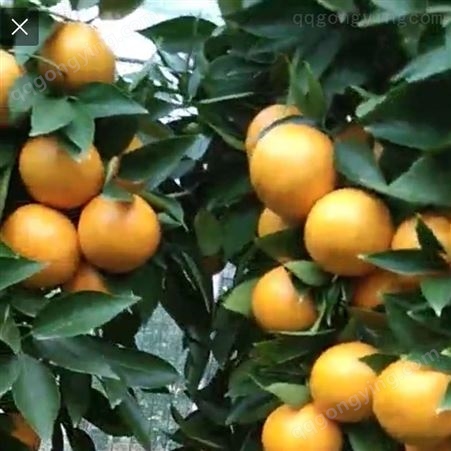 媛露品种091沃柑新系 四月份橘苗