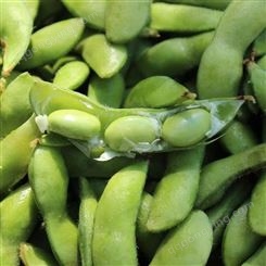 绿拓食品长期销售速冻毛豆荚 小吃凉拌毛豆供应