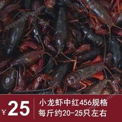 21年10月小龙虾产地批发 中红小龙虾 456规格红虾24元每斤 深圳广州包直达费用