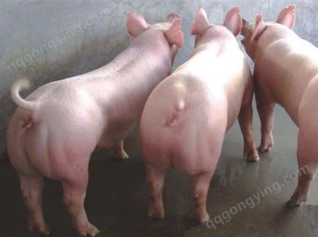 荆州新美系杜洛克公猪 有市场好销售 血统稳定 杜洛克公猪批发商出售