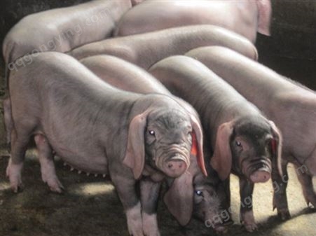 合肥太湖母猪厂家批发 太湖母猪配种能力强 50斤到200顺富种猪