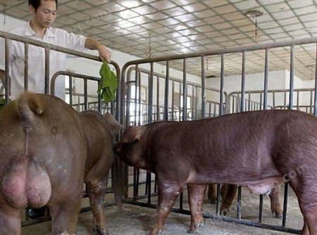 荆州新美系杜洛克公猪 有市场好销售 血统稳定 杜洛克公猪批发商出售