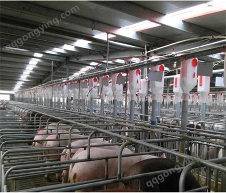 合肥太湖母猪厂家批发 太湖母猪配种能力强 50斤到200顺富种猪