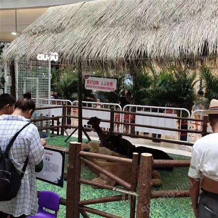 动物园散养小羊 驼幼崽 景区展览成年羊驼出租 观赏拍照