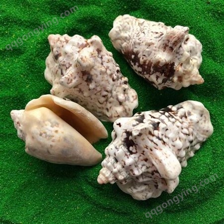 海螺壳  天然贝壳类鱼缸装饰 婚庆摆设   款式多种