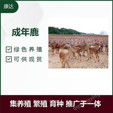 成年鹿 品种优良 集养殖 繁殖 育种 推广于一体 绿色健康
