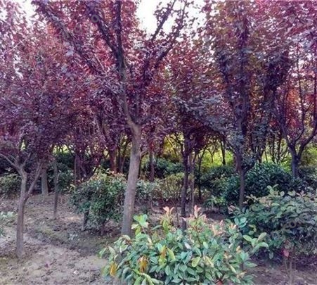 张三苗木 红叶李 7-15公分 初生为绿色 美观红叶 树形饱满