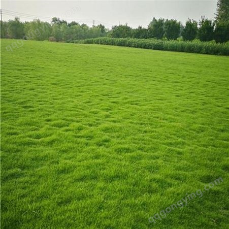 固堤保土 城市绿化用草坪 带泥土 全国直供 优质易养护
