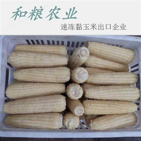 Export of quick frozen waxy corn/foreign trade和粮农业
