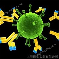 甲型流感病毒血凝素抗體說明書