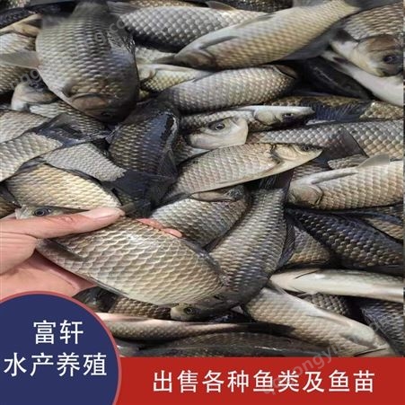 鳙鱼鱼苗价格  河北鳙鱼养殖鱼塘  容易养殖肉鲜美  轩富水产