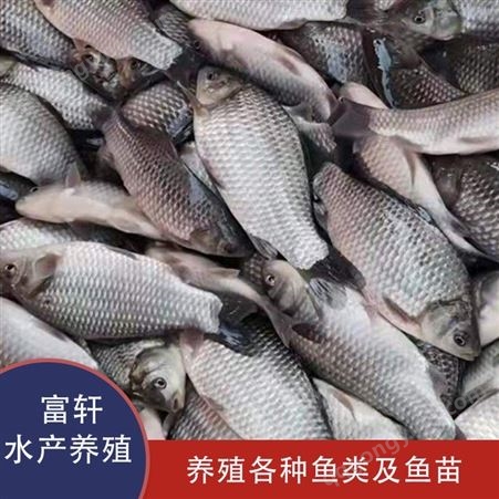 轩富水产鲤鱼  淡水养殖鱼苗  鱼苗批发  优育优选品种