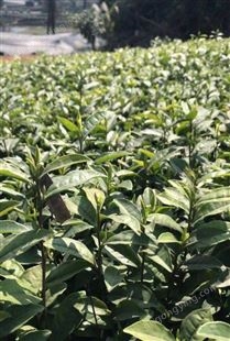 名川农业优质供应福云6号茶树苗 支持移栽可选择大小