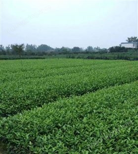 名川农业优质供应安 吉白茶苗 支持移栽可选苗木大小