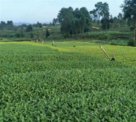 名川农业优质供应福云6号茶树苗 支持移栽可选择大小