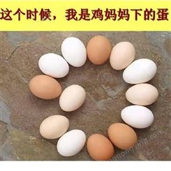 发酵辣椒粕饲料原料 发酵辣椒粕在蛋鸡养殖中的功效