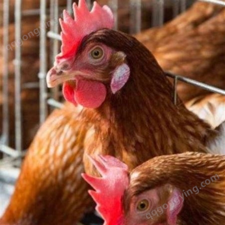 蛋白油脂辣椒油粉帮您预防鸡挑食的问题