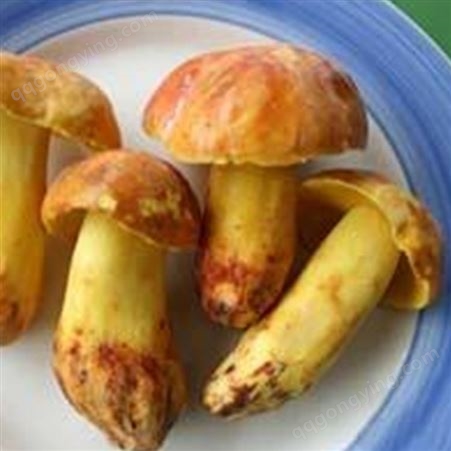 云南黄牛肝菌价格 新鲜黄牛肝菌 云南特产蘑菇