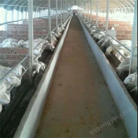 养鸡养鸭大棚管生产 热镀锌畜牧业温室大棚现货 双诚钢管 质量优