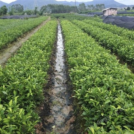 乌龙茶百亩种植园 批发乌龙茶苗 乌龙茶苗价格