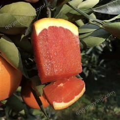 果冻橙种植主产区 批发果冻橙树苗 果冻橙树苗价格