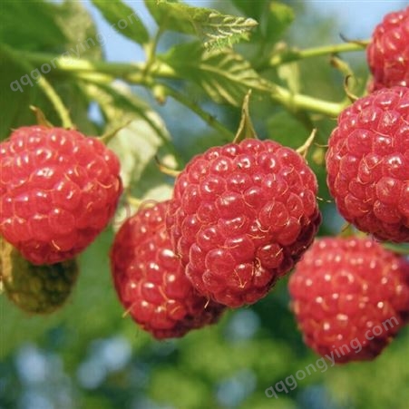 双季树莓种植区 批发双季树莓树莓 双季树莓树莓基地