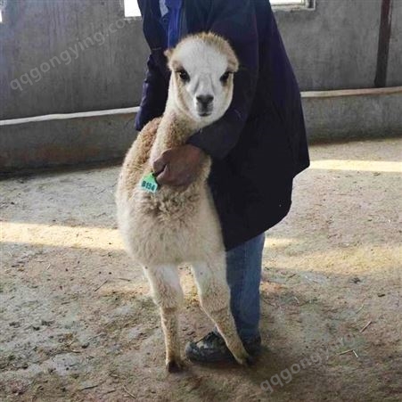 羊驼活体 动物园互动食草羊 驼 纵腾动物养殖场