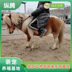 设特兰成年马 动物园矮马批发 春节骑乘马出租 纵腾
