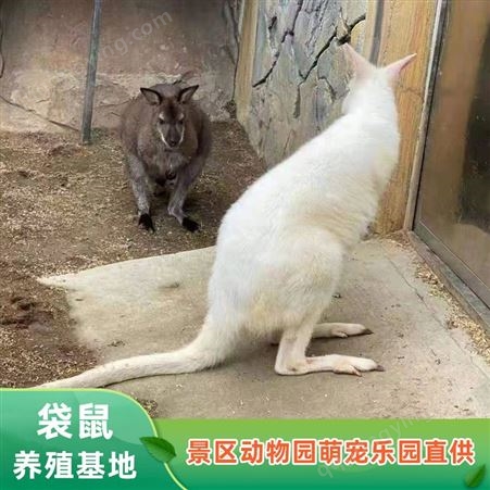 活体袋鼠厂家 白色口袋鼠幼崽 春节景区动物展览 纵腾