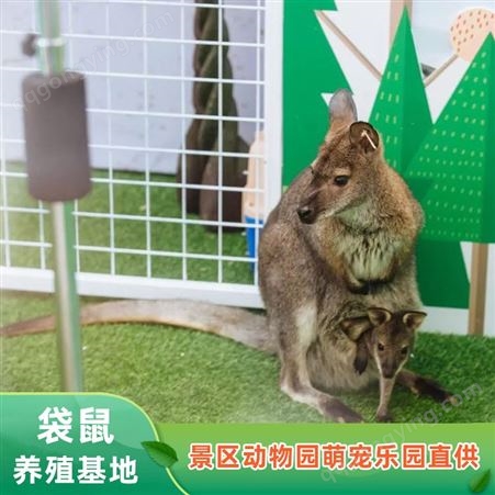 活体袋鼠厂家 白色口袋鼠幼崽 春节景区动物展览 纵腾