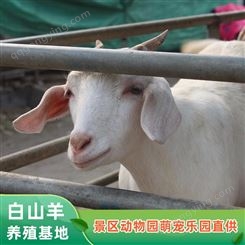 养殖白山羊 白色杂交羊养殖场 提供养殖技术 纵腾