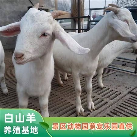 养殖白山羊 白色杂交羊养殖场 提供养殖技术 纵腾