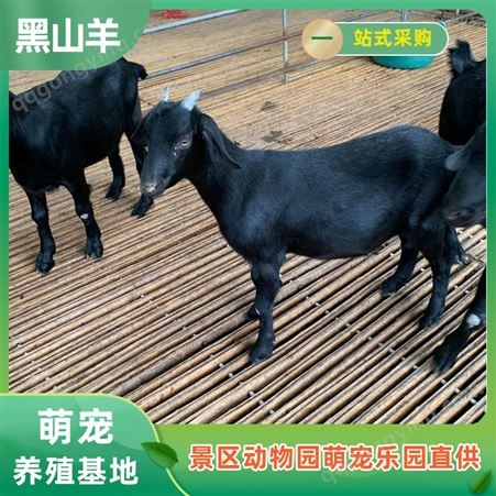 散养黑山羊 黑色山羊养殖场 出肉率高提供养殖技术