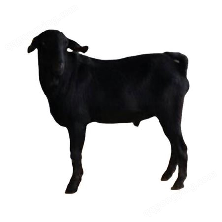 散养黑山羊 黑色山羊养殖场 出肉率高提供养殖技术
