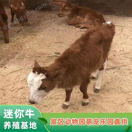 宠物牛厂家 动物园迷你牛观赏 景区互动动物租赁 纵腾