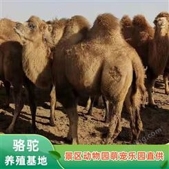 骑乘活体骆驼 春节双峰驼景区租赁 体格高大性格温顺 纵腾