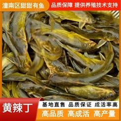 黄辣丁 成品鱼批发 鱼苗养殖基地发货 提供养殖及时支持 甜甜有鱼