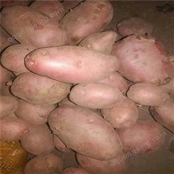 东方红马铃薯长期供应 土豆代收 土豆深加工 量大可优惠