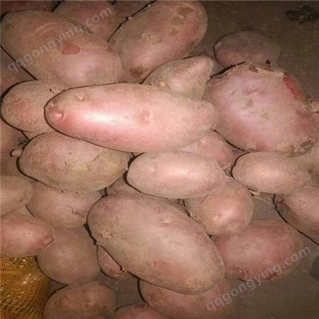 东方红马铃薯长期供应 土豆代收 土豆深加工 量大可优惠