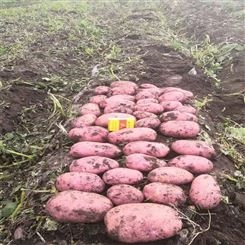 围场马铃薯代存深加工基地 农家自种土豆 小辉品牌