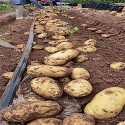 马铃薯 种子 新鲜黄心土豆 营养价值 高配送到家 块茎类新鲜蔬菜