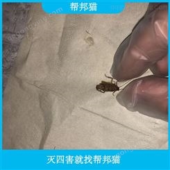 广州网球馆灭老鼠好的方法   怎样才能消灭蟑螂